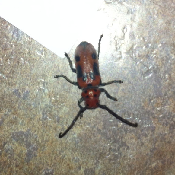 Spotting Image 1