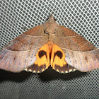 Fruit Piercing Moth