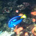 Regal tang - pesce chiurgo
