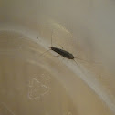 Silverfish