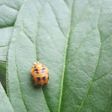Harlequin Ladybug (Pupa)
