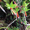 Chilean Holly