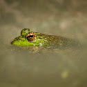 Bullfrog