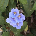 Thunbergia grandiflora