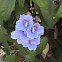 Thunbergia grandiflora