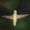 Ruby-throated hummingbird