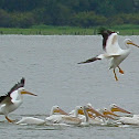 American White Pelican