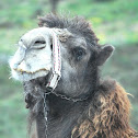 camel