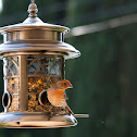 House Finch
