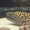 Leopard Moray