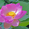 Nelumbo
