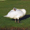 Mute swan