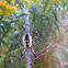 Black and Yellow Garden Spider