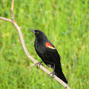 Red-winged Blackbird