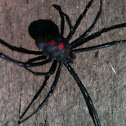 Black widow
