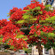 Flame Tree