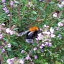 Tree bee