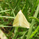 The Vestal