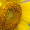 Russian Mammoth Sunflower