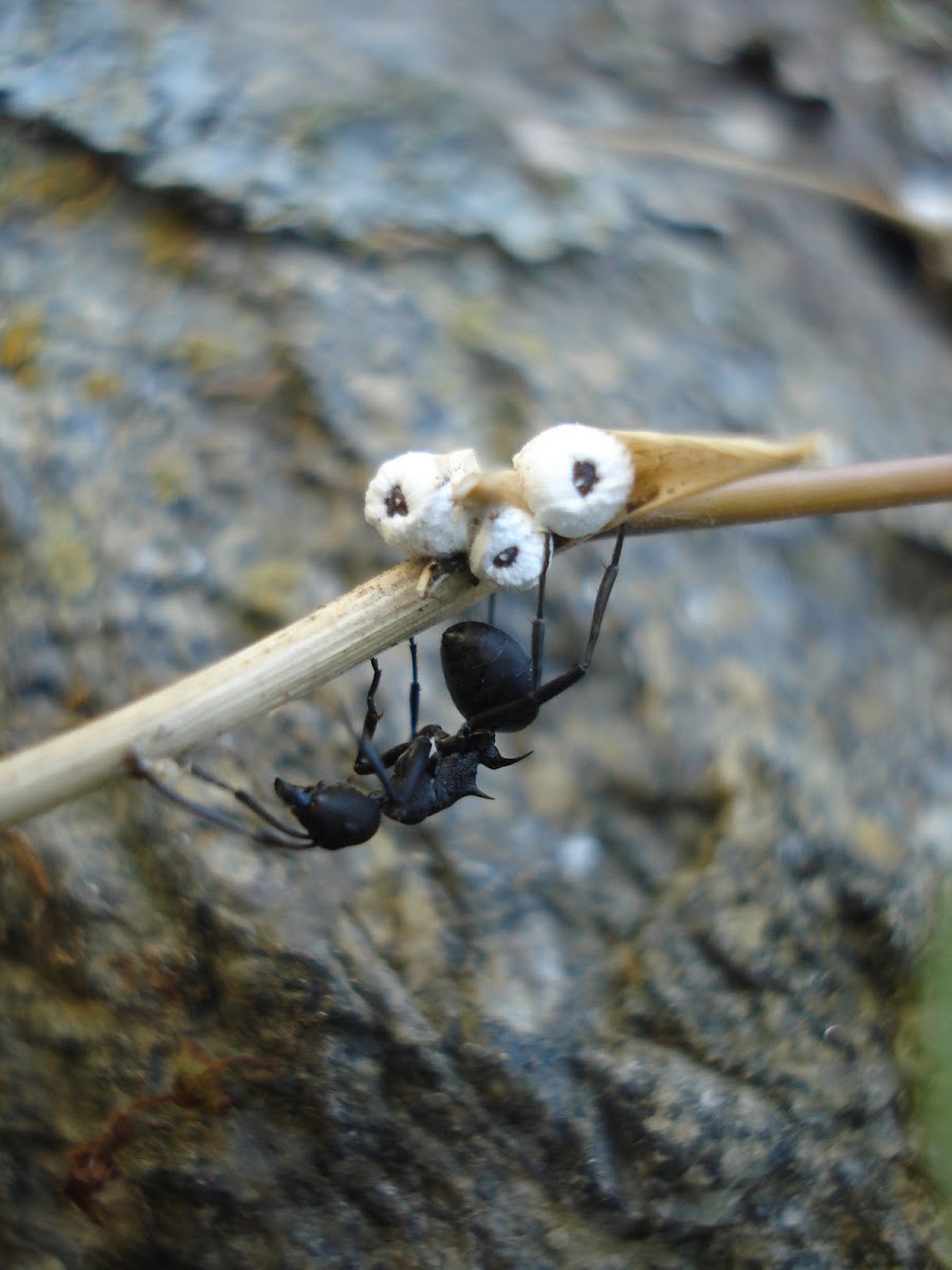 Carpenter ant with scale