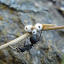 Carpenter ant with scale
