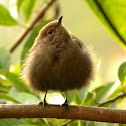 Indian Robin(Female)