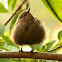 Indian Robin(Female)