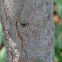 Twice stabbed lady beetle