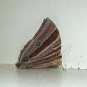 Palm King butterfly