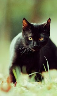 How to download Black Cats Wallpapers patch 1.0 apk for bluestacks
