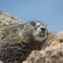 Marmot