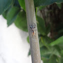 Aranha saltadora (Jumping spider )