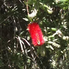 Bottle brush bloom