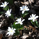 Bloodroot