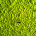 Mosquito