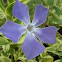 Periwinkle