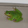 Amphibians of the Southeastern US
