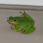 Barking Tree Frog