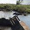 Neotropical Cormorant