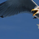 Yellow-legged Gull