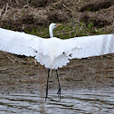 Great Egret