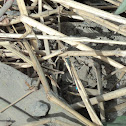 Forktail