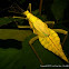 Phasmid
