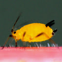 Oleander Aphid
