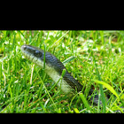 Black Rat Snake