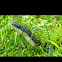 Black Rat Snake