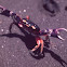 Halloween Land Crab