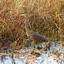 Heron