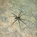 Six-spotted fishing spider