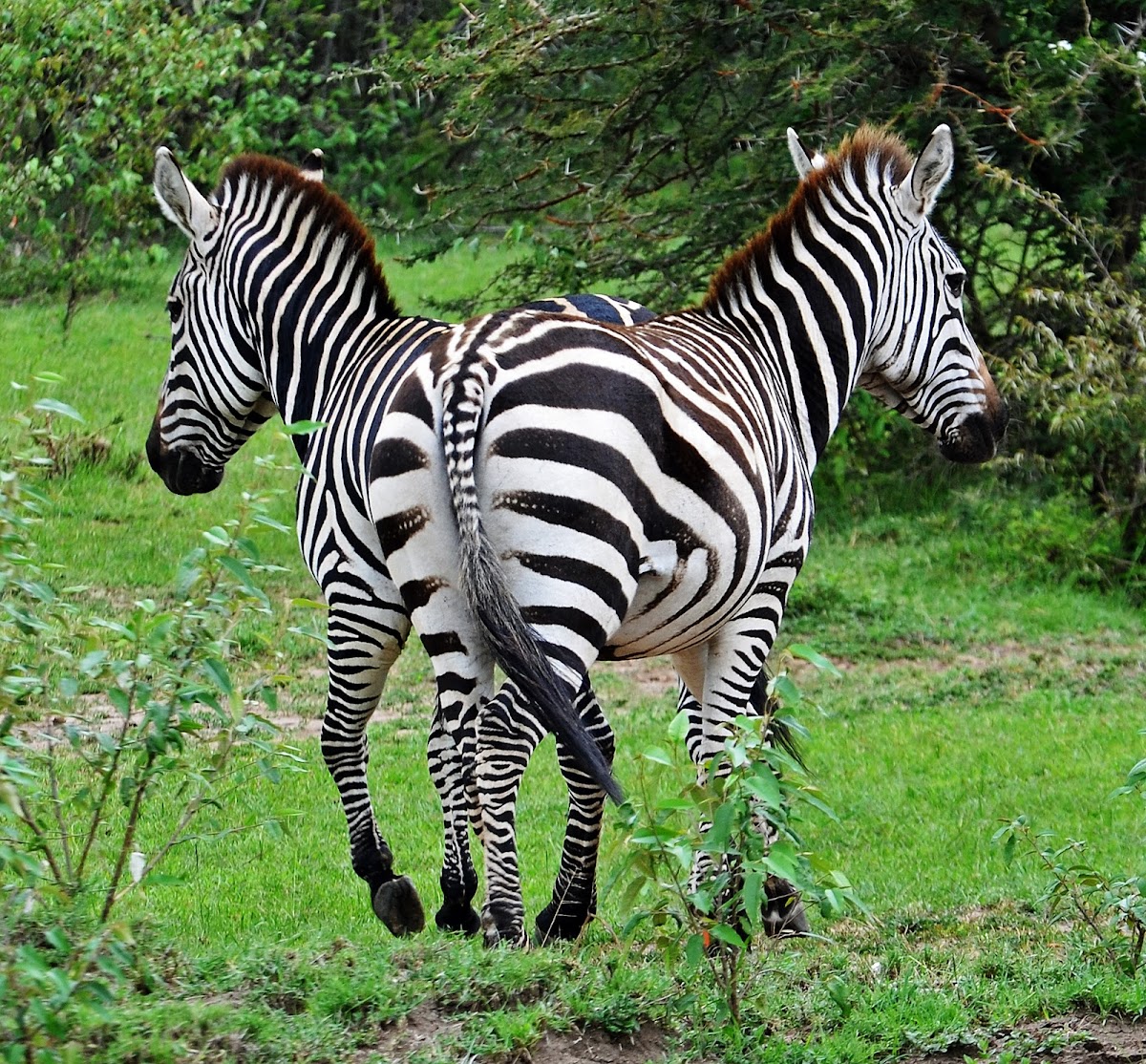 Plains zebra
